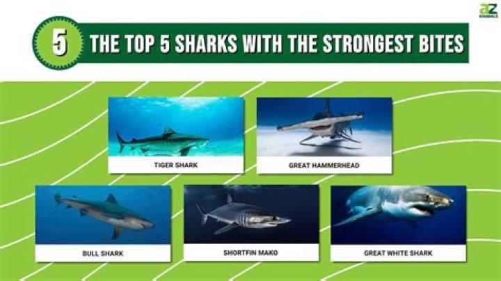 What sharks have the strongest bite?