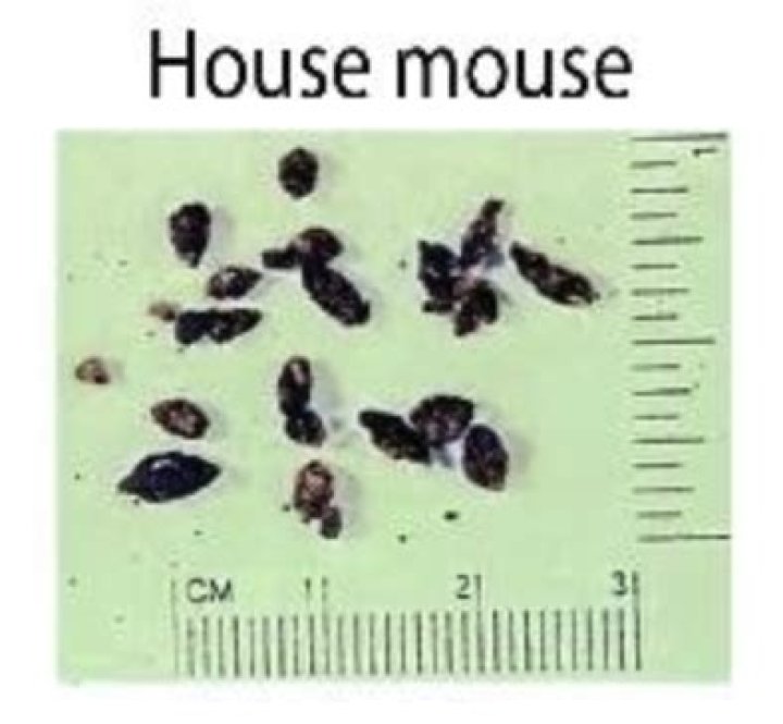 What size are mouse droppings?