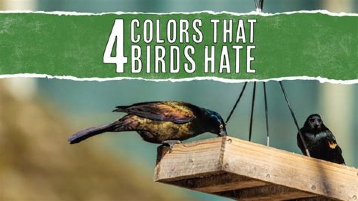 What taste do birds hate?