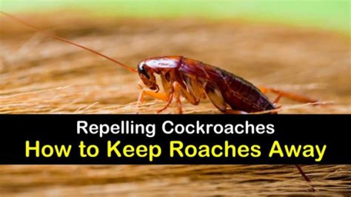 What temperature will keep roaches away?