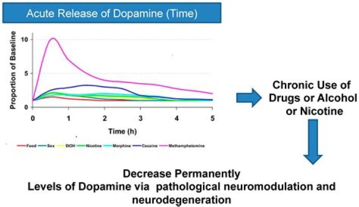 What time of day is dopamine highest?