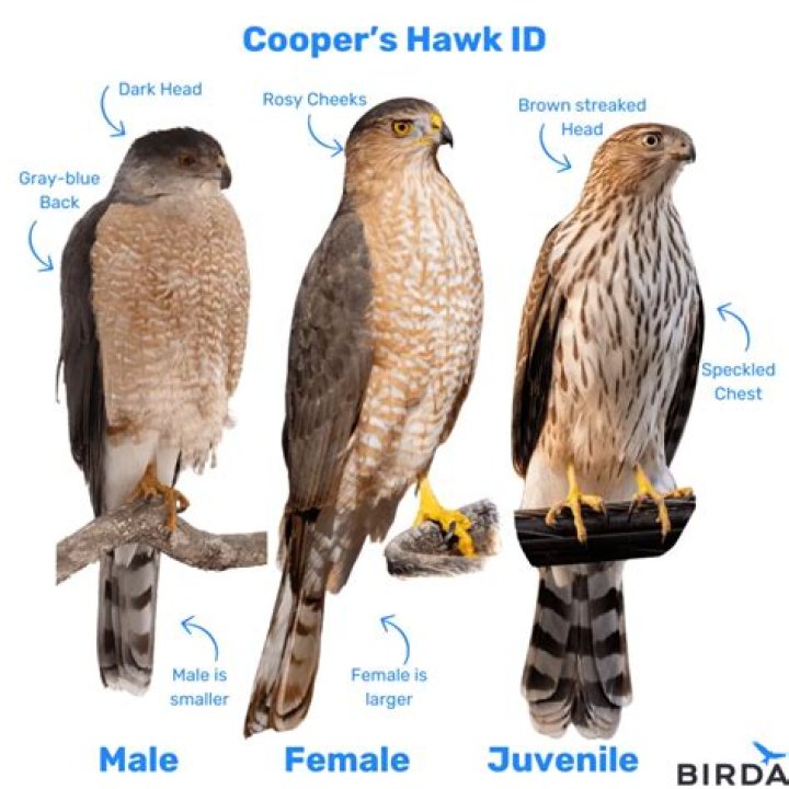 What to do if a hawk is in your yard?
