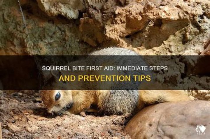 What to do if a squirrel bites you?