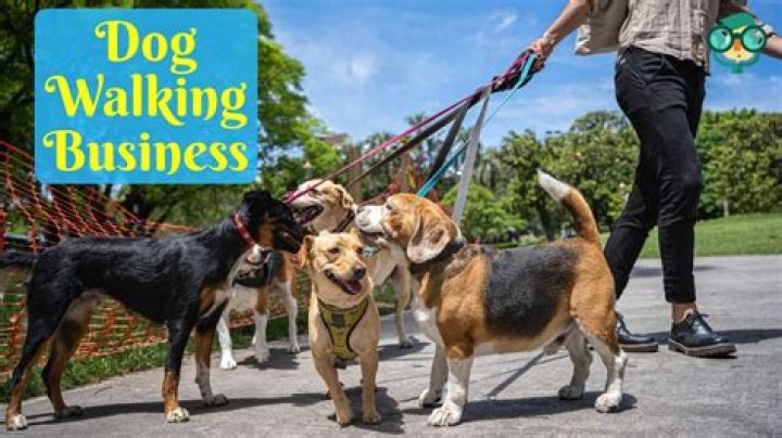 What to do when a dog runs from you?