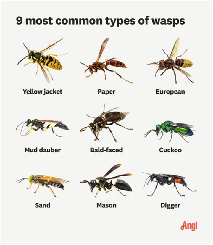 What to plant to get rid of wasps?