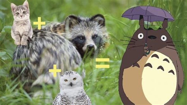 What Totoro means?