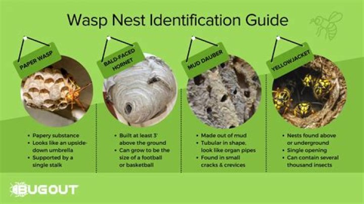 When should you remove a bees nest?