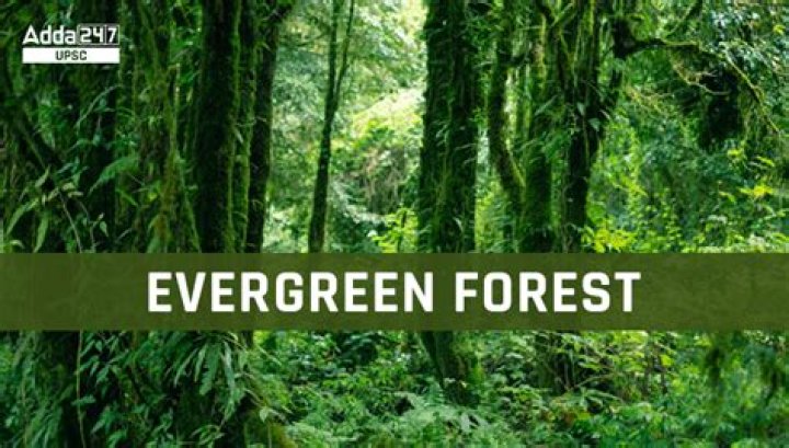 Where is evergreen forest found?