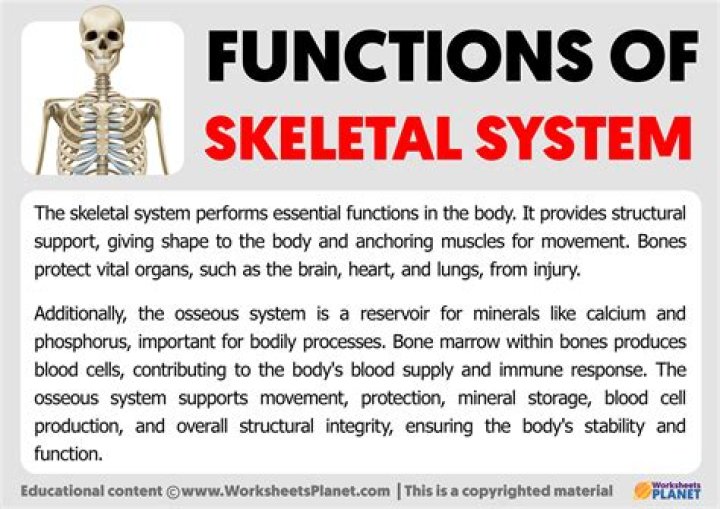 Which function of the skeleton do the rib cage vertebral column and skull represent?