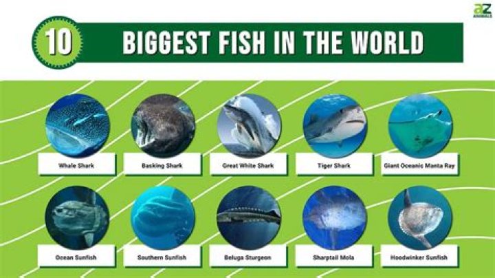 Which Lake has the best fish in the world?