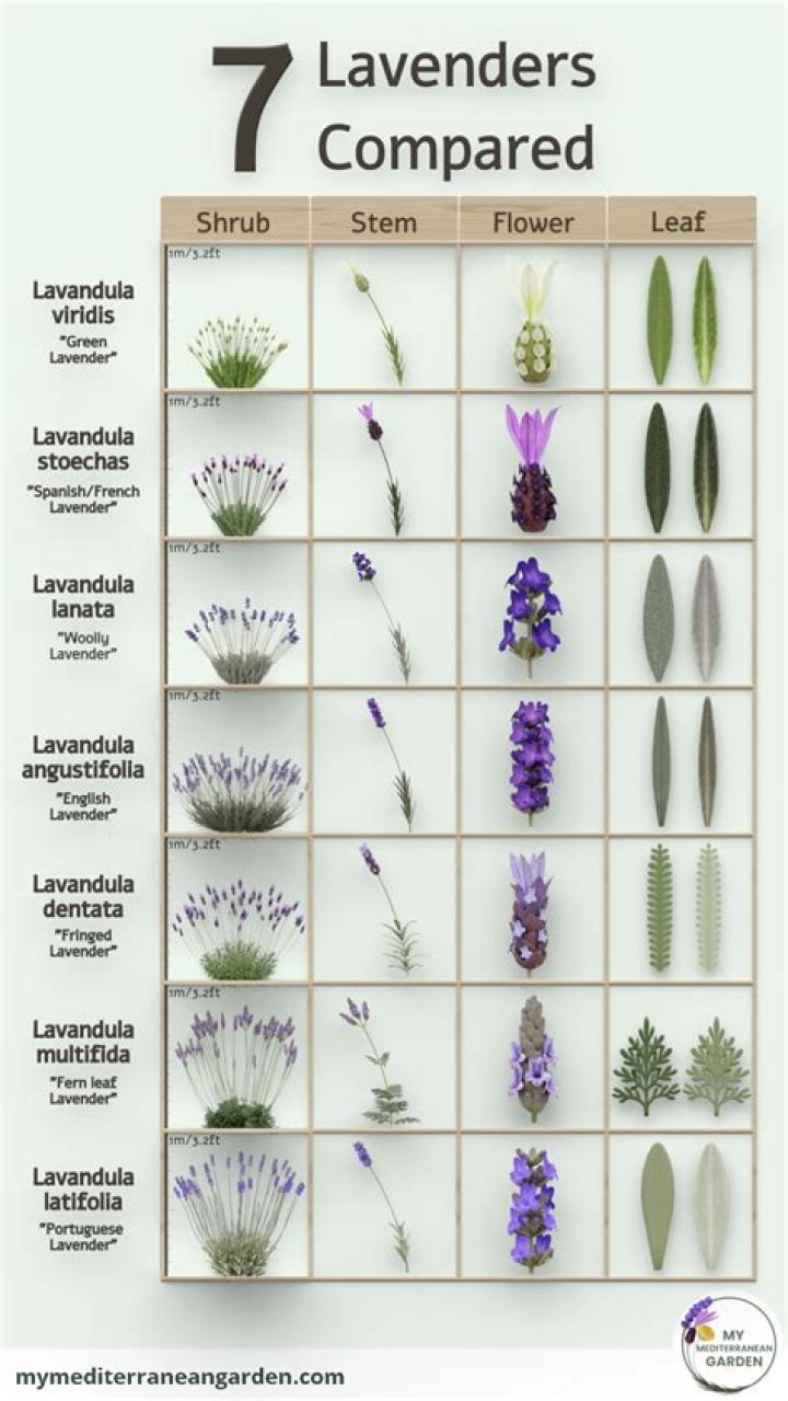 Which part of lavender is edible?