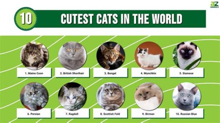 Who is world's cutest cat?