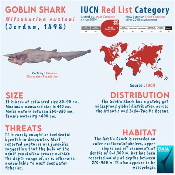 Who named the goblin shark?
