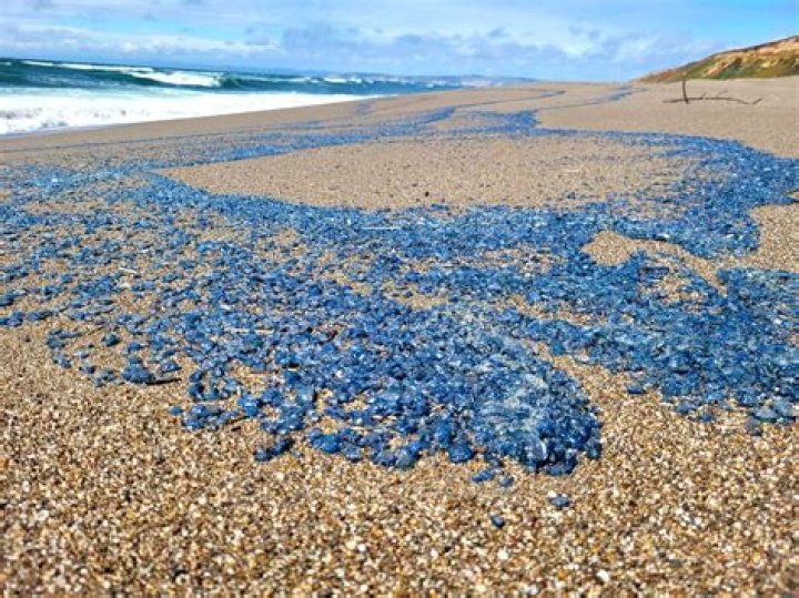 Who owns the shoreline in Hawaii?