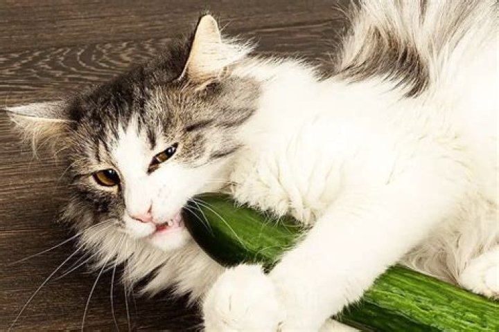 Why are cats afraid of cucumber?