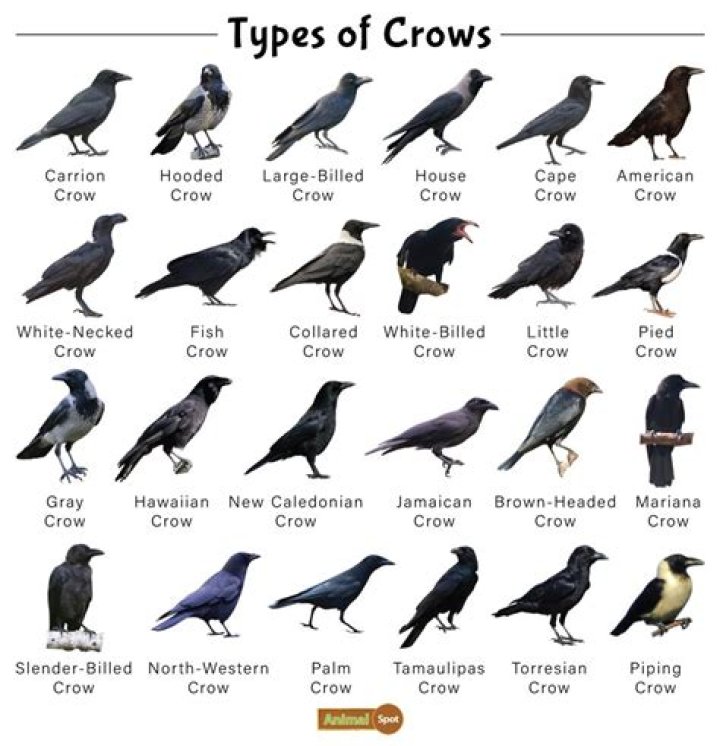 Why are crows so evil?