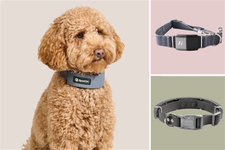 Why are flea collars bad for dogs?
