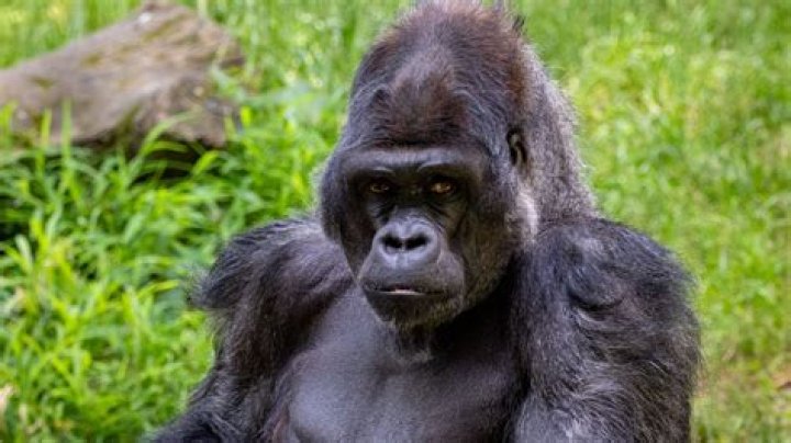 Why are gorillas killed for their hands?