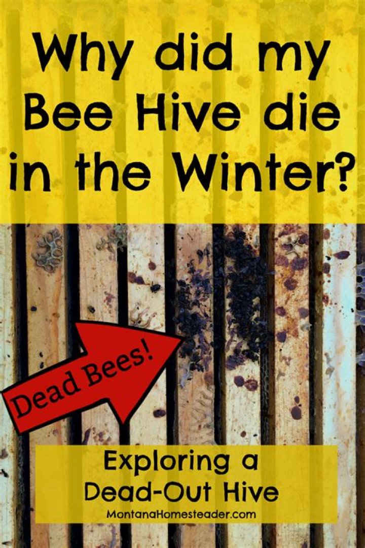 Why are there dead bees in front of my hive?