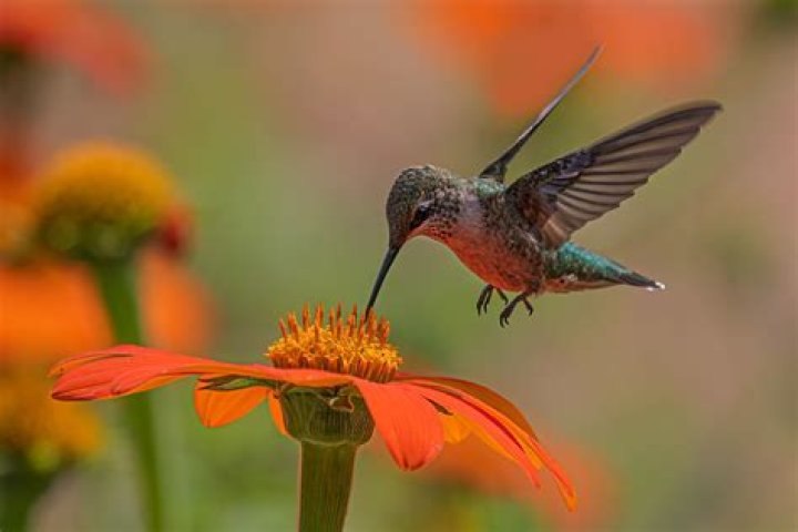 Why are there so few hummingbirds this year 2021?