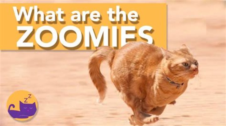 Why are they called Zoomies?