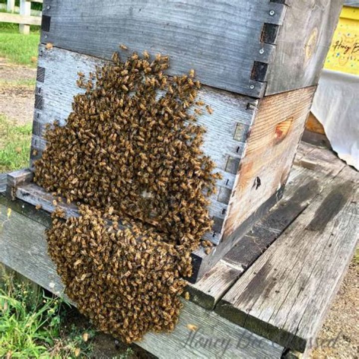 Why do bees beard on the outside of the hive?
