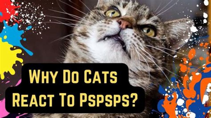 Why do cats answer to Pspsps?