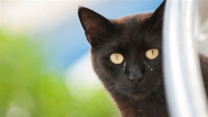 Why do cats get eye boogers?