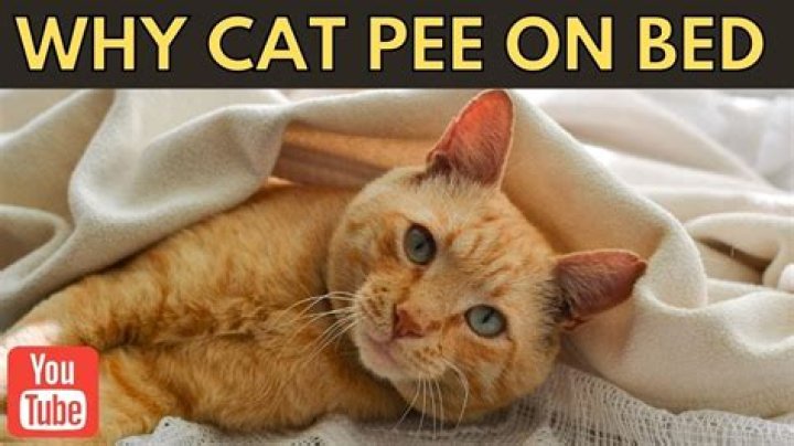 Why do cats pee on the bed?