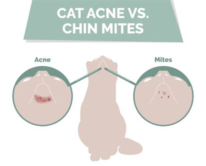 Why do cats rest their chin on you?