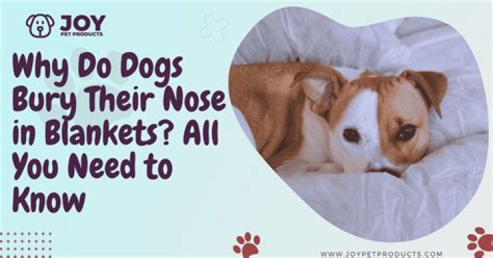 Why do dogs bury their nose in blankets?