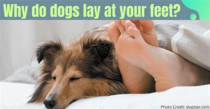 Why do dogs lay in your lap?
