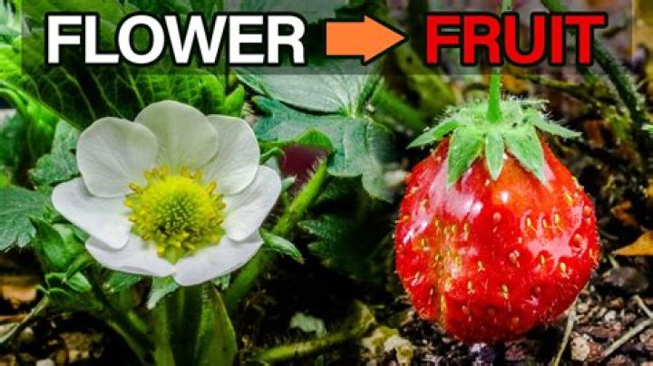 Why do my strawberries flower but not fruit?