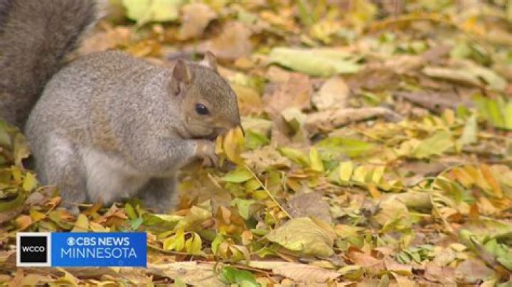 Why do squirrels hold a paw to their chest?