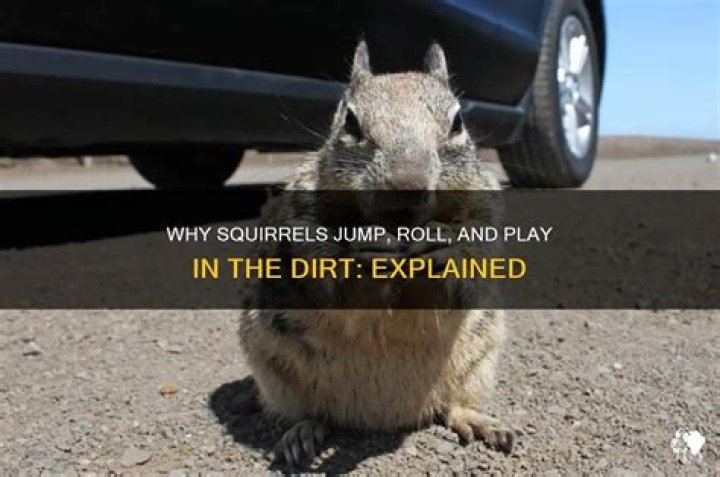Why do squirrels roll around in the dirt?