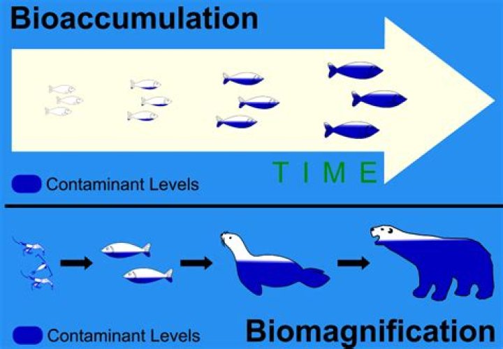 Why does concentration increase biomagnification?