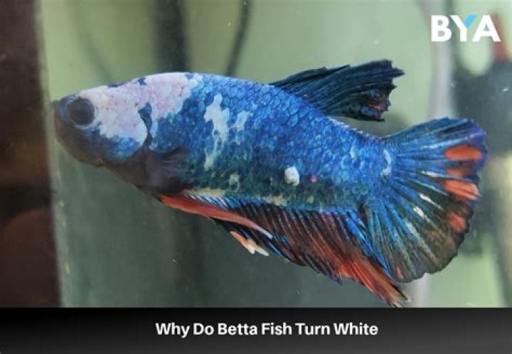 Why does my betta stay at the top of the tank?