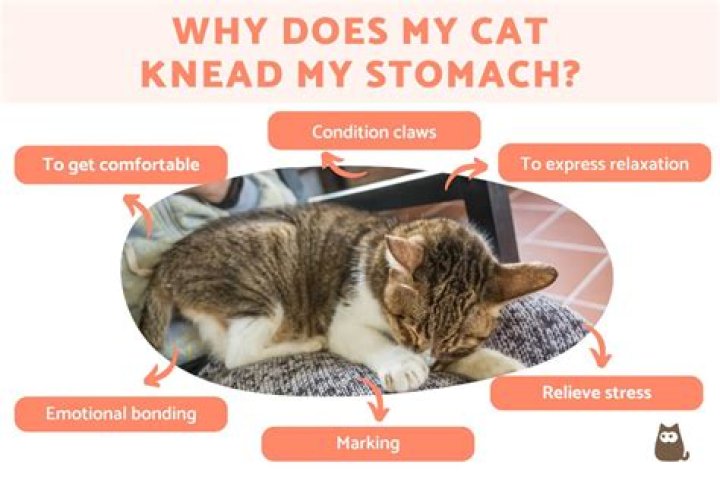 Why does my cat knead and hump me?
