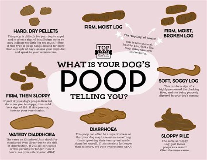 Why does my dog's poop smell like death?