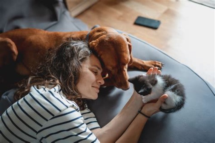 Why don't cats listen to their owners?
