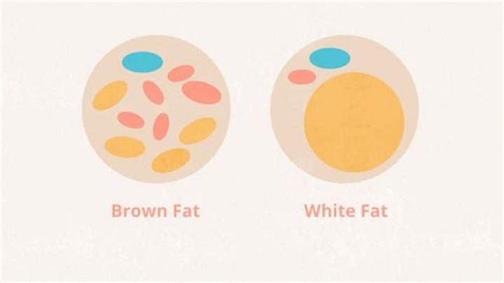Why is brown fat good?