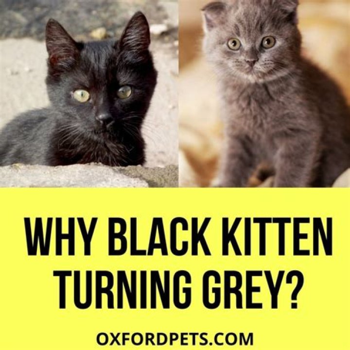 Why is my black kitten turning white?