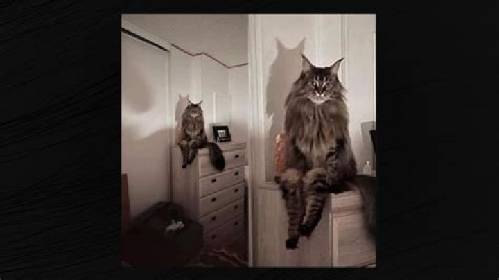Why is my cat looking away from me?