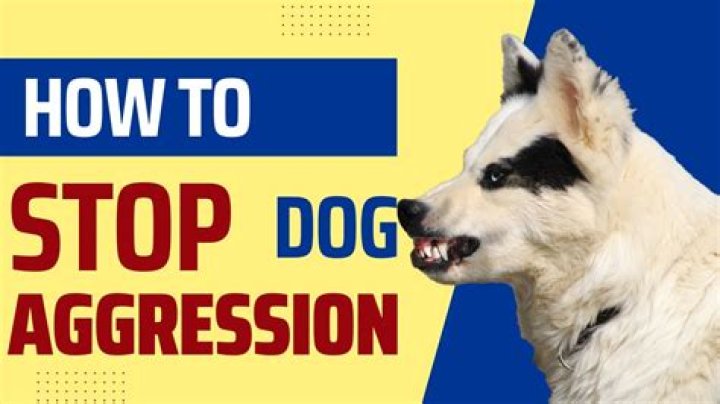 Why is my female dog suddenly aggressive?