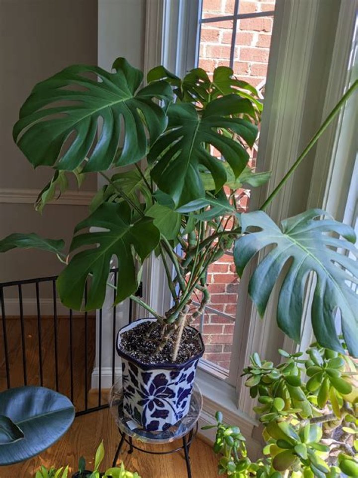 Why is my Monstera growing sideways?