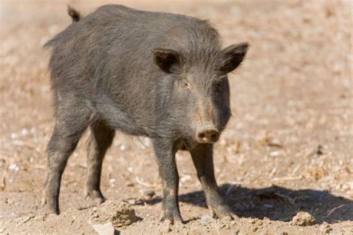 Why is my pig's head tilted?