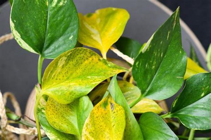 Why is my pothos leaves dying?