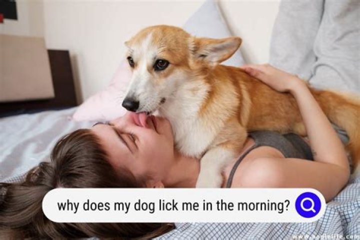 Why is my rat keep licking me?