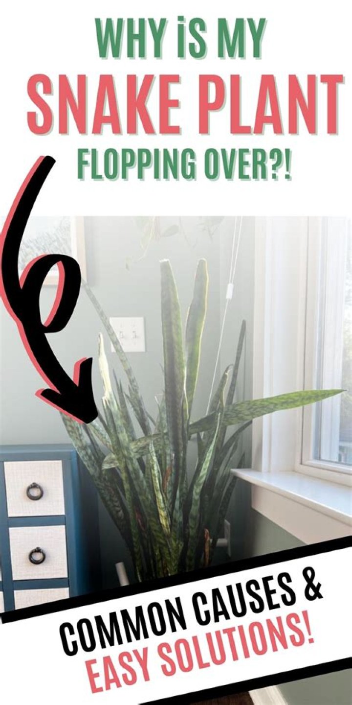 Why is my snake plant splitting?