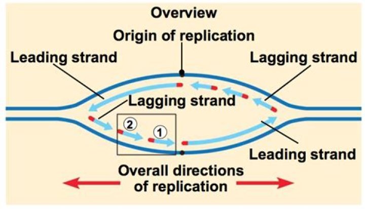 Why is the lagging strand lagging?